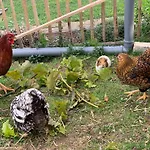 度假居 Blockhausvermietung 