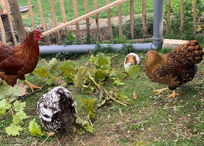 別荘 Blockhausvermietung 